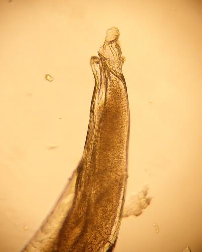 Chaetophiloscia sicula